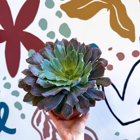Echeveria ‘Neon Breaker’ - Sprouts of Bristol