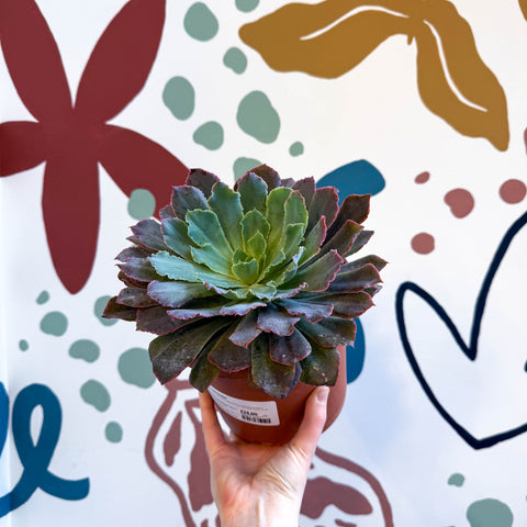 Echeveria ‘Neon Breaker’ - Sprouts of Bristol