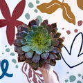 Echeveria ‘Neon Breaker’ - Sprouts of Bristol