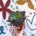 Echeveria ‘Neon Breaker’ - Sprouts of Bristol