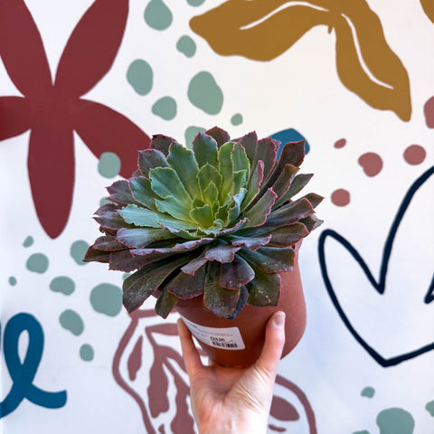 Echeveria ‘Neon Breaker’ - Sprouts of Bristol