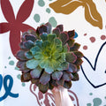 Echeveria ‘Neon Breaker’ - Sprouts of Bristol
