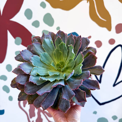 Echeveria ‘Neon Breaker’ - Sprouts of Bristol
