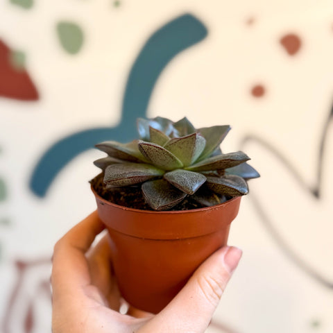 Echeveria purpurea - Sprouts of Bristol