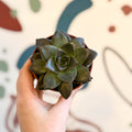 Echeveria purpurea - Sprouts of Bristol