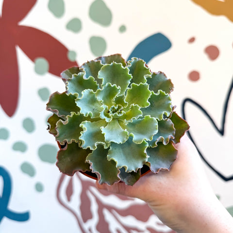 Echeveria shaviana - Sprouts of Bristol
