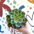 Echeveria shaviana - Sprouts of Bristol