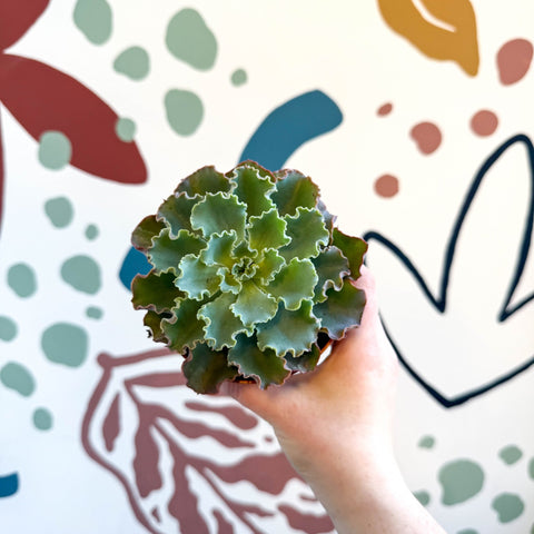 Echeveria shaviana - Sprouts of Bristol
