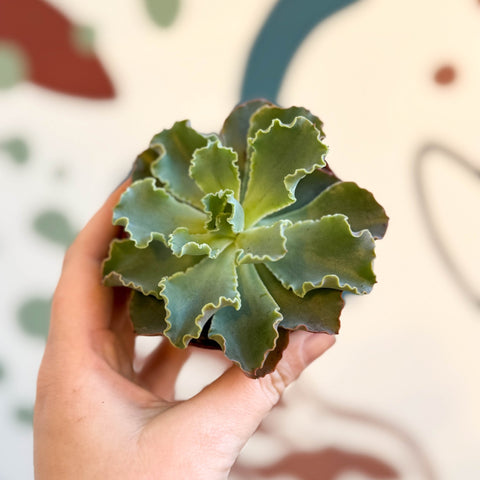 Echeveria shaviana - Sprouts of Bristol