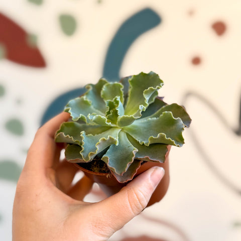 Echeveria shaviana - Sprouts of Bristol
