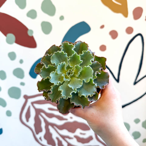 Echeveria shaviana - Sprouts of Bristol