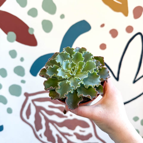Echeveria shaviana - Sprouts of Bristol