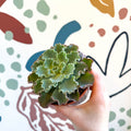 Echeveria shaviana - Sprouts of Bristol
