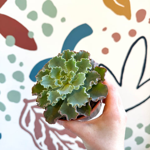 Echeveria shaviana - Sprouts of Bristol