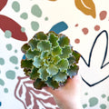 Echeveria shaviana - Sprouts of Bristol