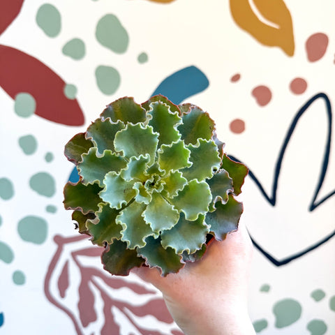 Echeveria shaviana - Sprouts of Bristol