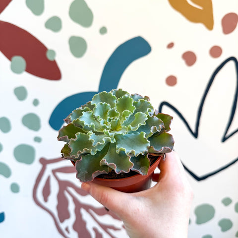 Echeveria shaviana - Sprouts of Bristol