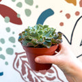 Echeveria shaviana - Sprouts of Bristol