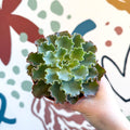 Echeveria shaviana - Sprouts of Bristol