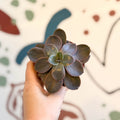 Echeveria subcorymbosa - Sprouts of Bristol