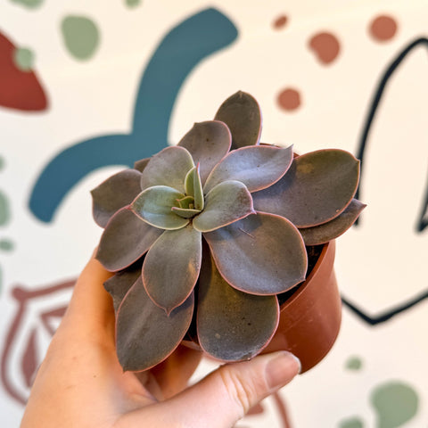 Echeveria subcorymbosa - Sprouts of Bristol