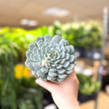 Echeveria texensis – Texas Echeveria - Sprouts of Bristol
