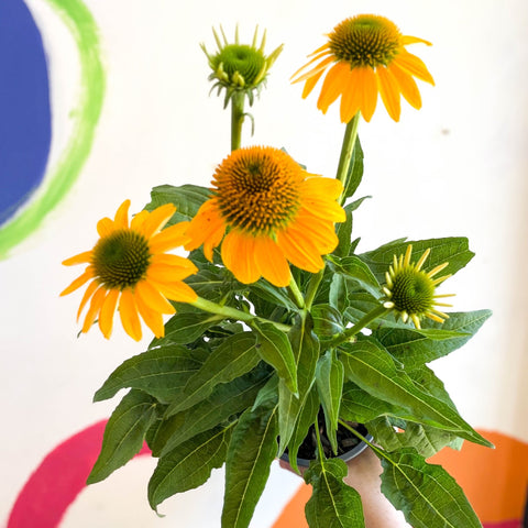 Echinacea purpurea - Yellow Coneflower - Sprouts of Bristol