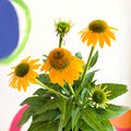 Echinacea purpurea - Yellow Coneflower - Sprouts of Bristol