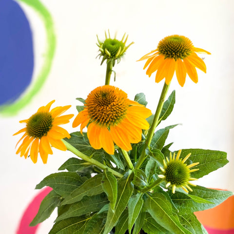 Echinacea purpurea - Yellow Coneflower - Sprouts of Bristol