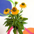 Echinacea purpurea - Yellow Coneflower - Sprouts of Bristol