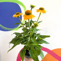 Echinacea purpurea - Yellow Coneflower - Sprouts of Bristol