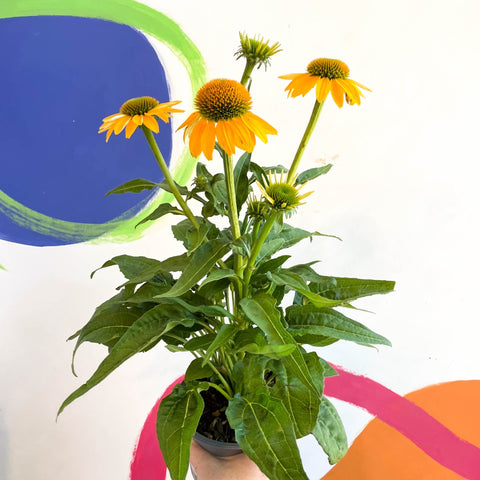 Echinacea purpurea - Yellow Coneflower - Sprouts of Bristol