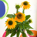 Echinacea purpurea - Yellow Coneflower - Sprouts of Bristol