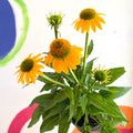 Echinacea purpurea - Yellow Coneflower - Sprouts of Bristol