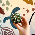 Echinopsis multiplex – Night - Blooming Hedgehog Cactus - Sprouts of Bristol
