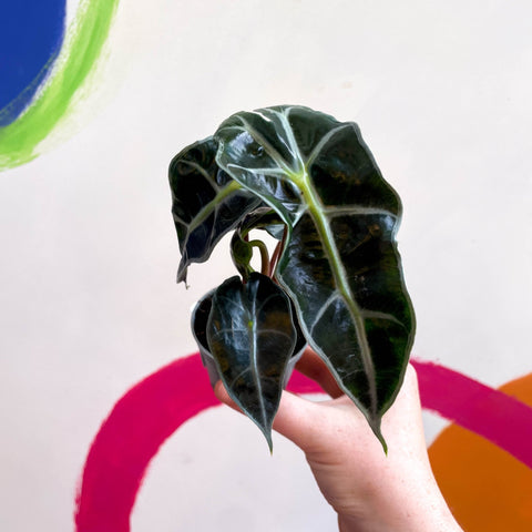 Elephant Ear - Alocasia x Amazonica 'Polly' - Sprouts of Bristol