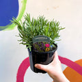 English Lavender - Lavandula angustifolia 'Hidcote' - British Grown Perennial - Sprouts of Bristol