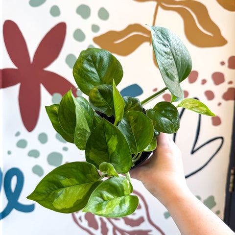 Epipremnum aureum 'Global Green' - Global Green Pothos - Sprouts of Bristol