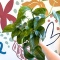 Epipremnum aureum 'Marble Green' - Marble Green Pothos - Sprouts of Bristol