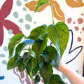 Epipremnum aureum 'Marble Green' - Marble Green Pothos - Sprouts of Bristol