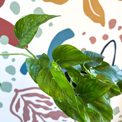 Epipremnum aureum 'Marble Green' - Marble Green Pothos - Sprouts of Bristol