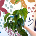 Epipremnum aureum 'Marble Green' - Marble Green Pothos - Sprouts of Bristol