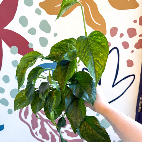 Epipremnum aureum 'Marble Green' - Marble Green Pothos - Sprouts of Bristol