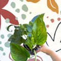 Epipremnum aureum 'Marble Green' - Marble Green Pothos - Sprouts of Bristol