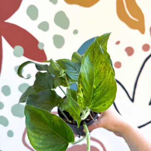 Epipremnum aureum 'Marble Green' - Marble Green Pothos - Sprouts of Bristol