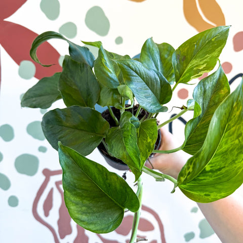 Epipremnum aureum 'Marble Green' - Marble Green Pothos - Sprouts of Bristol