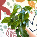 Epipremnum aureum 'Marble Green' - Marble Green Pothos - Sprouts of Bristol