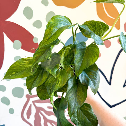 Epipremnum aureum 'Marble Green' - Marble Green Pothos - Sprouts of Bristol