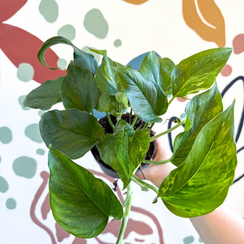 Epipremnum aureum 'Marble Green' - Marble Green Pothos - Sprouts of Bristol