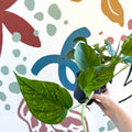 Epipremnum aureum 'Marble Green' - Marble Green Pothos - Sprouts of Bristol